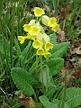 Primulaceae - Primula veris